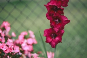 花园里的花、水果和蔬菜
