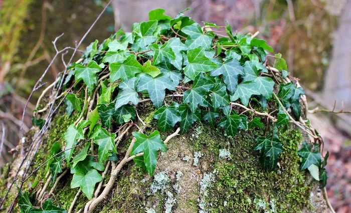 特写摄影，绿色，绿叶，植物，齐格弗里德线，亚琛，常春藤，苔藓