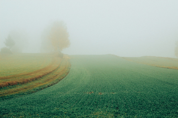 秋天，雾，奥地利，瓦尔德维尔特尔，11月，树木，环境，景观