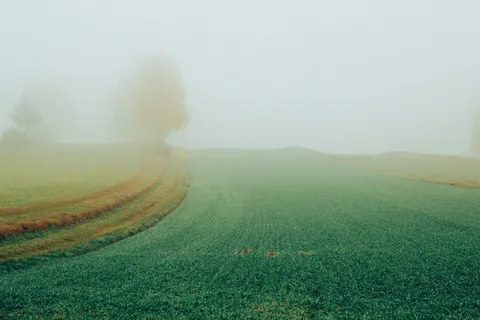 秋天，雾，奥地利，瓦尔德维尔特尔，11月，树木，环境，景观