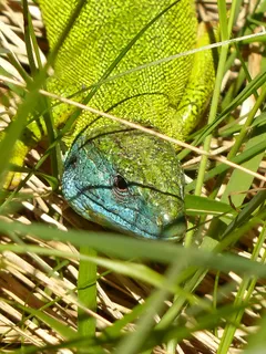 蜥蜴，欧洲，绿色，祖母绿，欧洲绿蜥蜴，祖母绿蜥蜴，蓝斑蜥蜴，颜色