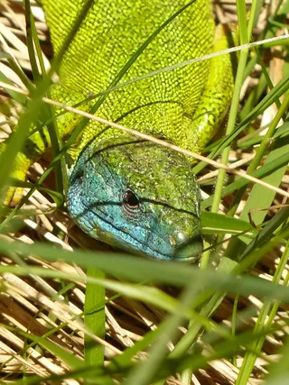 蜥蜴，欧洲，绿色，祖母绿，欧洲绿蜥蜴，祖母绿蜥蜴，蓝斑蜥蜴，颜色