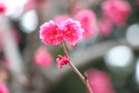樱花盛开,钟正时代读堂櫻 花卉,中正时代阅览馆,花卉,植物,粉色,自然之美,开花植物 樱花盛开,钟正时代读堂櫻 花卉,中正时代阅览馆,花卉,植物,粉色,自然之美,开花植物