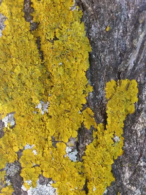 秋天，地衣，树，黄，没有人，美丽的自然，植物，生长