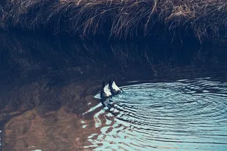 白天水面上两只黑白相间的鸭子合影