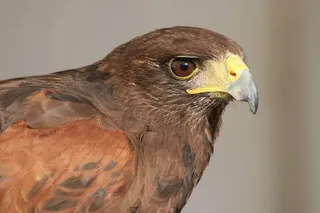 猎鹰，喙，鸟，猛禽，大嘴，鸟，猛禽，一种动物