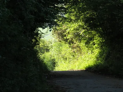 英国，查塔姆，星光大道，自然，树木，树木，植物，方向