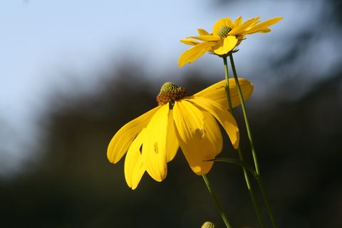 花朵，盛开，黄色，锥花，花瓣，新鲜度，开花植物，脆弱性