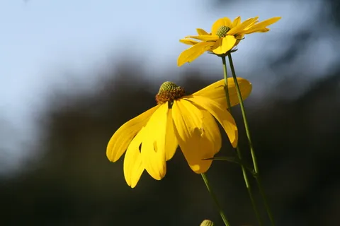 花朵，盛开，黄色，锥花，花瓣，新鲜度，开花植物，脆弱性