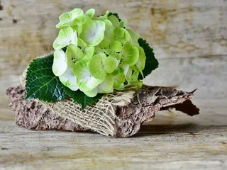 绿叶植物，绣球花，花，黄，绿，花，花园，花序