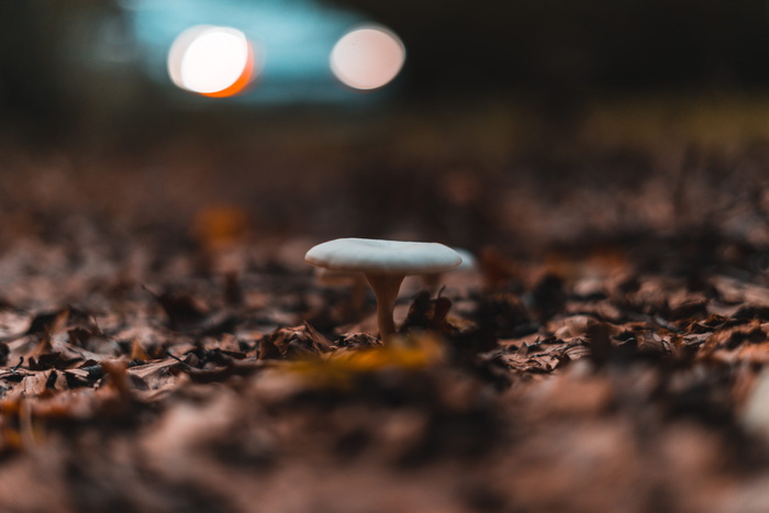 香菇王国