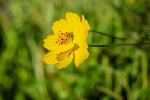 毛茛,花,黄,黄花,野花,花,自然,夏天 毛茛,花,黄,黄花,野花,花,自然,夏天