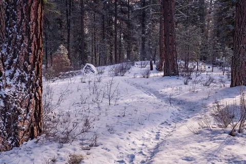 雪林 雪林