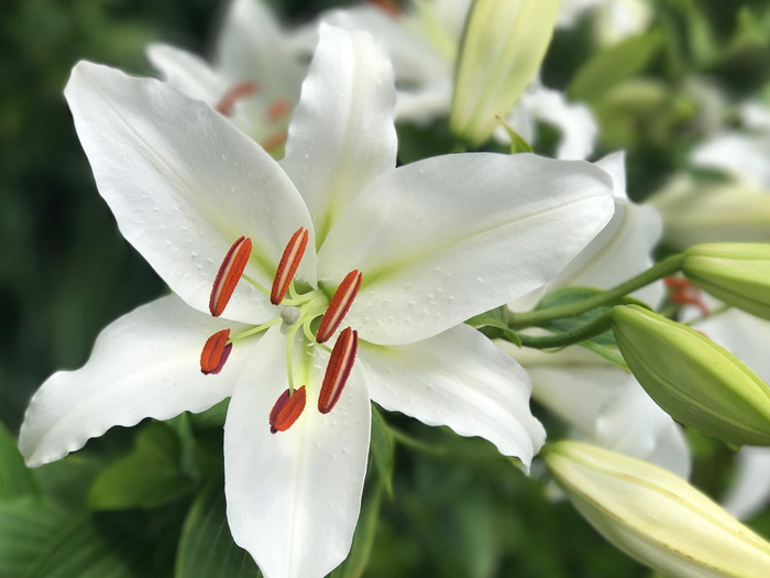 macro、picture、flower、papoulas、white、pecíolo、nature、close