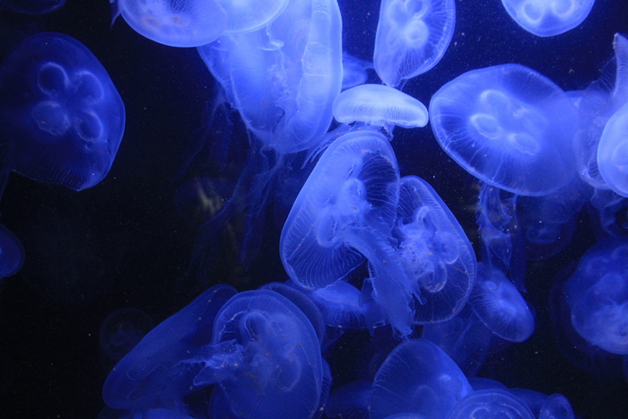 德国, 柏林, 柏林水族馆, 野生动物, 无脊椎动物, 动物主题, 蓝色, 水下