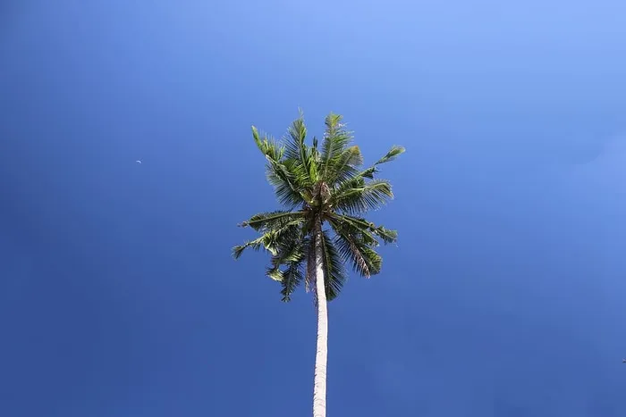 树，天空，自然，风景，日落，云，树，水