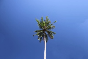 树，天空，自然，风景，日落，云，树，水
