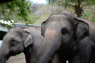 大象，动物，哺乳动物，自然，狩猎，动物生活，厚皮动物，荒野