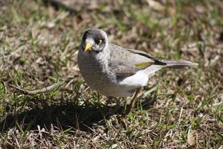 吵闹的矿工、鸟、本地人、动物、野生动物、布里斯班、灰色、黑色