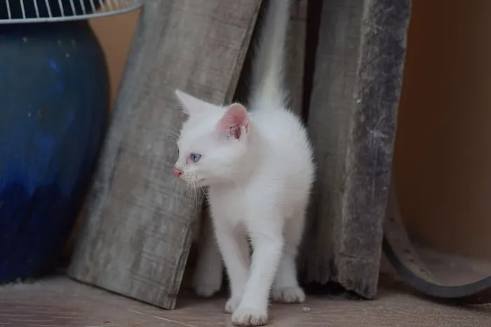 小猫，白猫，白猫，小猫，小猫，可爱的小猫，白猫，小猫