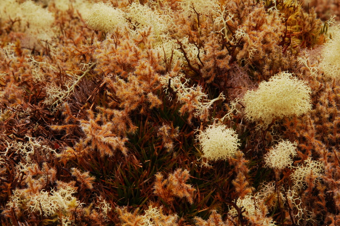 苔藓、水分、自然、质地、森林、宏、咖啡、海洋生物