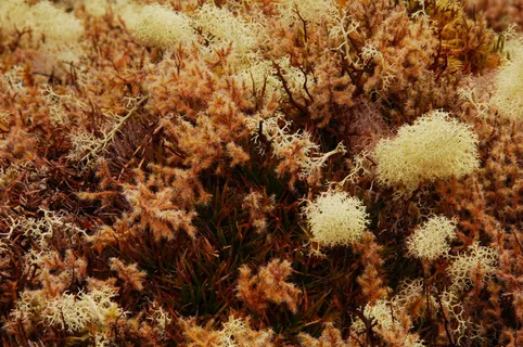 苔藓、水分、自然、质地、森林、宏、咖啡、海洋生物 苔藓、水分、自然、质地、森林、宏、咖啡、海洋生物