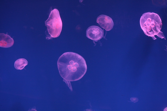 快乐李，水族馆，梦幻影像，鱼，水母，水下，动物，自然