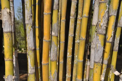 竹子,植物学,亚洲,自然,植物,竹子-植物,无人,白天 竹子,植物学,亚洲,自然,植物,竹子-植物,无人,白天