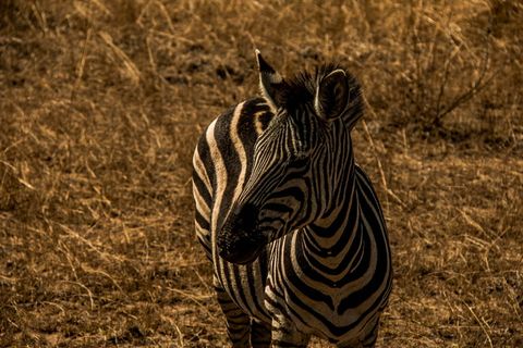 小麦上的斑马、斑马、站立、田地、草地、条纹、黑白、户外