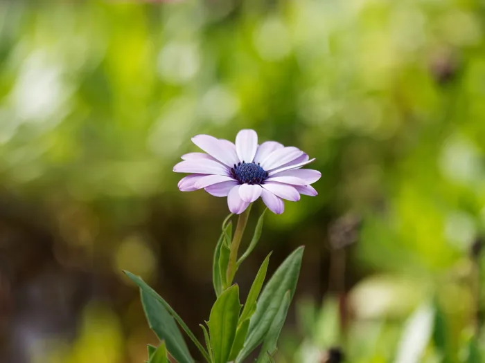 花卉，雏菊，玛格丽塔开普敦，自然，夏季花卉，雏菊花，开花，植物