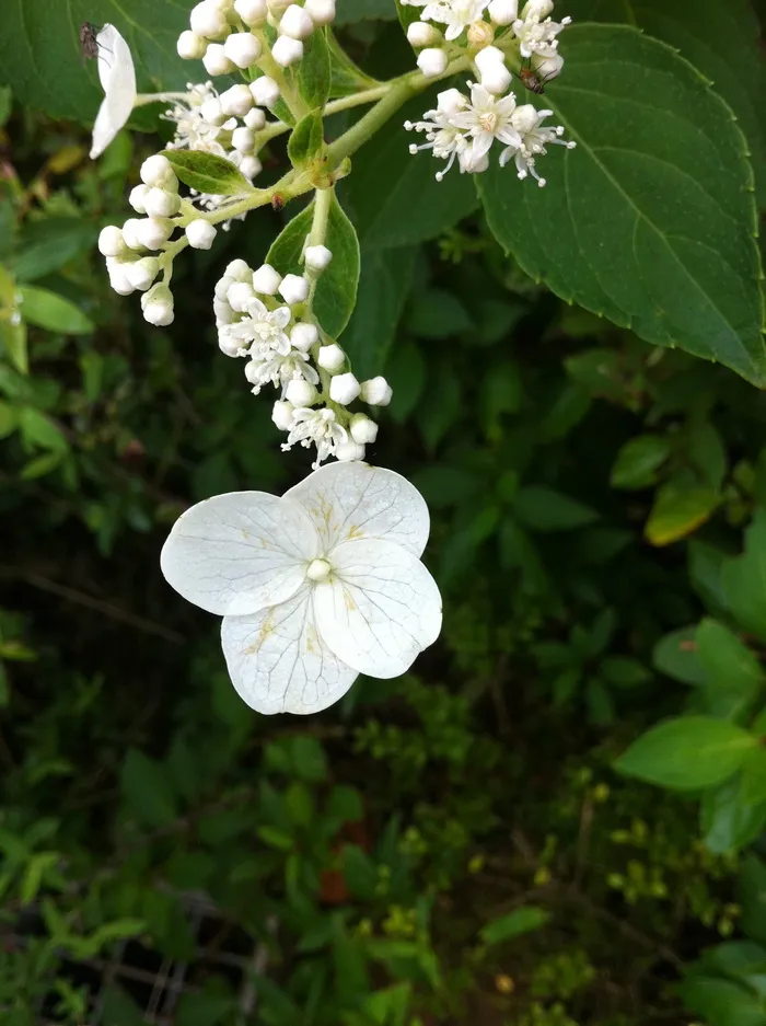花卉，植物，Iphone 4，Iphone，野花，野生，自然，白色