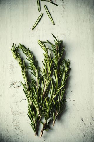 绿色，迷迭香，室内，植物，药草，叶子，新鲜，没有人