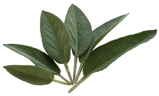 鼠尾草,克劳尔,香料,鼠尾草叶,食品,食用,食用,白色背景 鼠尾草,克劳尔,香料,鼠尾草叶,食品,食用,食用,白色背景