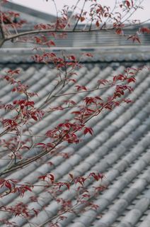 红叶树、羊群、动物、自然、户外、屋顶、花朵、植物