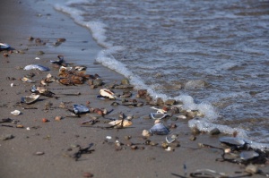 海滩、海洋、加拿大新不伦瑞克、诺森伯兰海峡、布托切、贝壳、贻贝