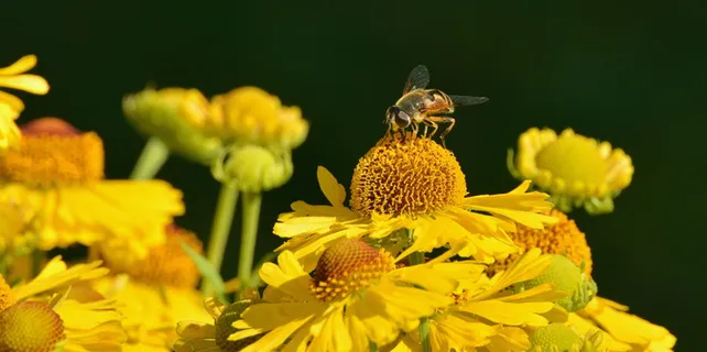 黄色花瓣上的黄色蜜蜂