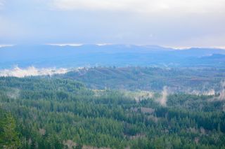 绿色，树木，白天，森林，天空，照片，自然，风景
