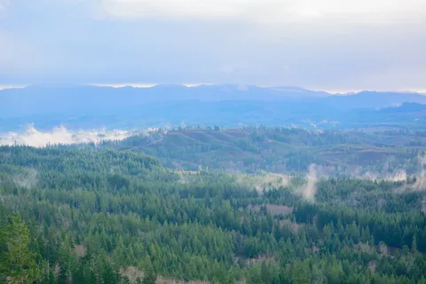 绿色,树木,白天,森林,天空,照片,自然,风景 绿色,树木,白天,森林,天空,照片,自然,风景