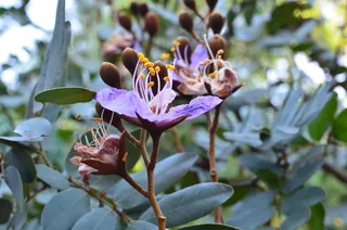 自然、植物、花卉、花园、树叶、特写、开花、花卉