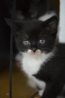 小猫、黑白、猫、婴儿、宠物、自然、动物、动物福利 小猫、黑白、猫、婴儿、宠物、自然、动物、动物福利