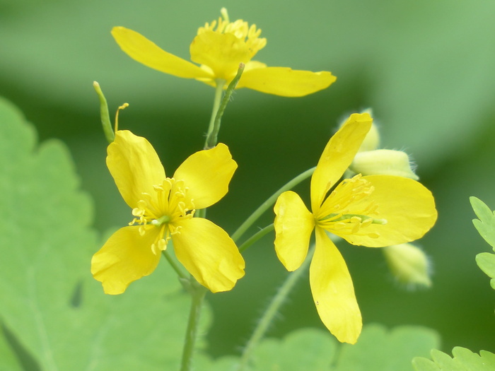 大白屈菜，花，黄色，植物，花，白屈菜，白屈菜