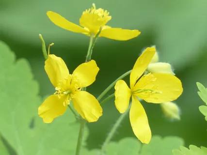 大白屈菜,花,黄色,植物,花,白屈菜,白屈菜 大白屈菜,花,黄色,植物,花,白屈菜,白屈菜