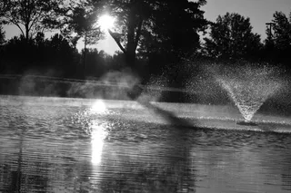 树、水、植物、自然、运动、自然之美、阳光、反射