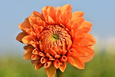 大丽花，大丽花芽，花，芽，大丽花花园，花园植物，开花，开花