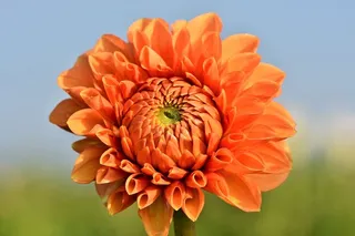 大丽花，大丽花芽，花，芽，大丽花花园，花园植物，开花，开花