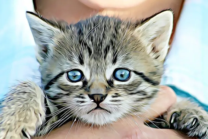 灰色，白色，小猫插图，小猫，插图，动物，猫，宠物
