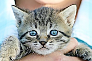 灰色，白色，小猫插图，小猫，插图，动物，猫，宠物