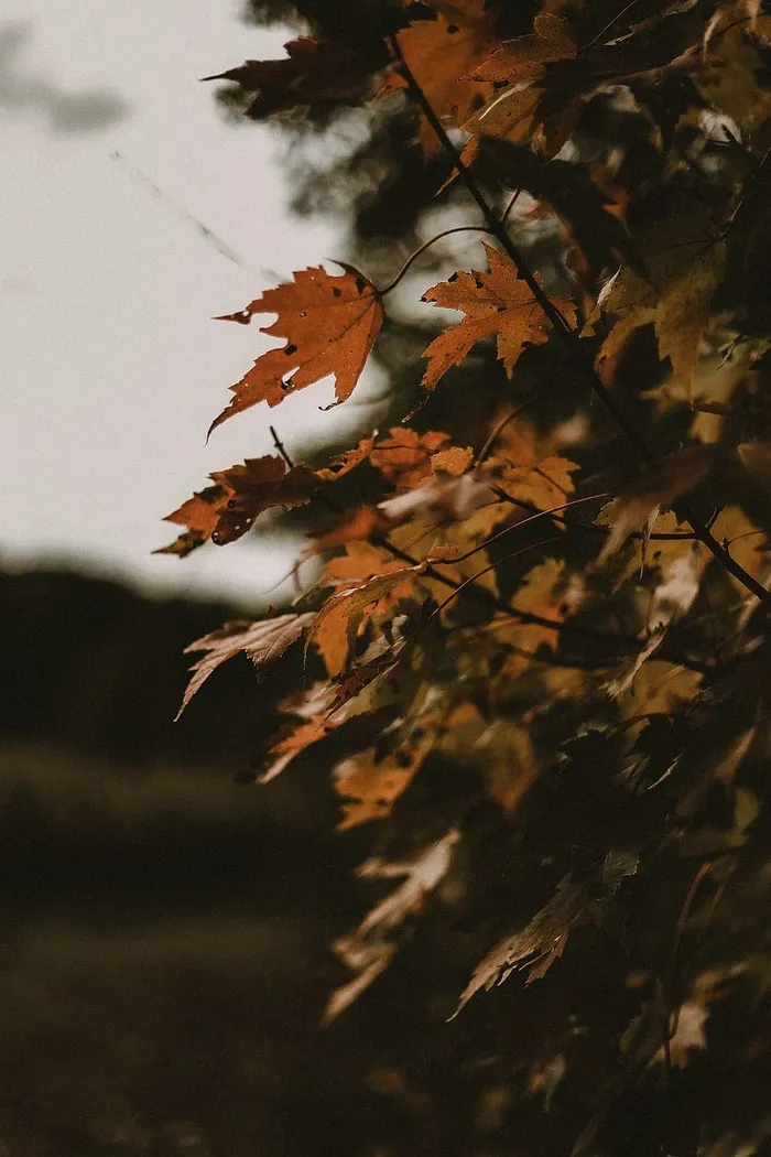 枫树的选择性聚焦摄影