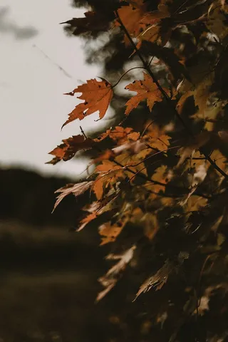 枫树的选择性聚焦摄影