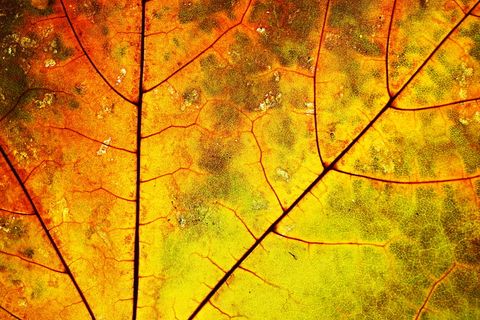 叶, 自然, 质地, 黄色, 橙色, 表面, 静脉, 干